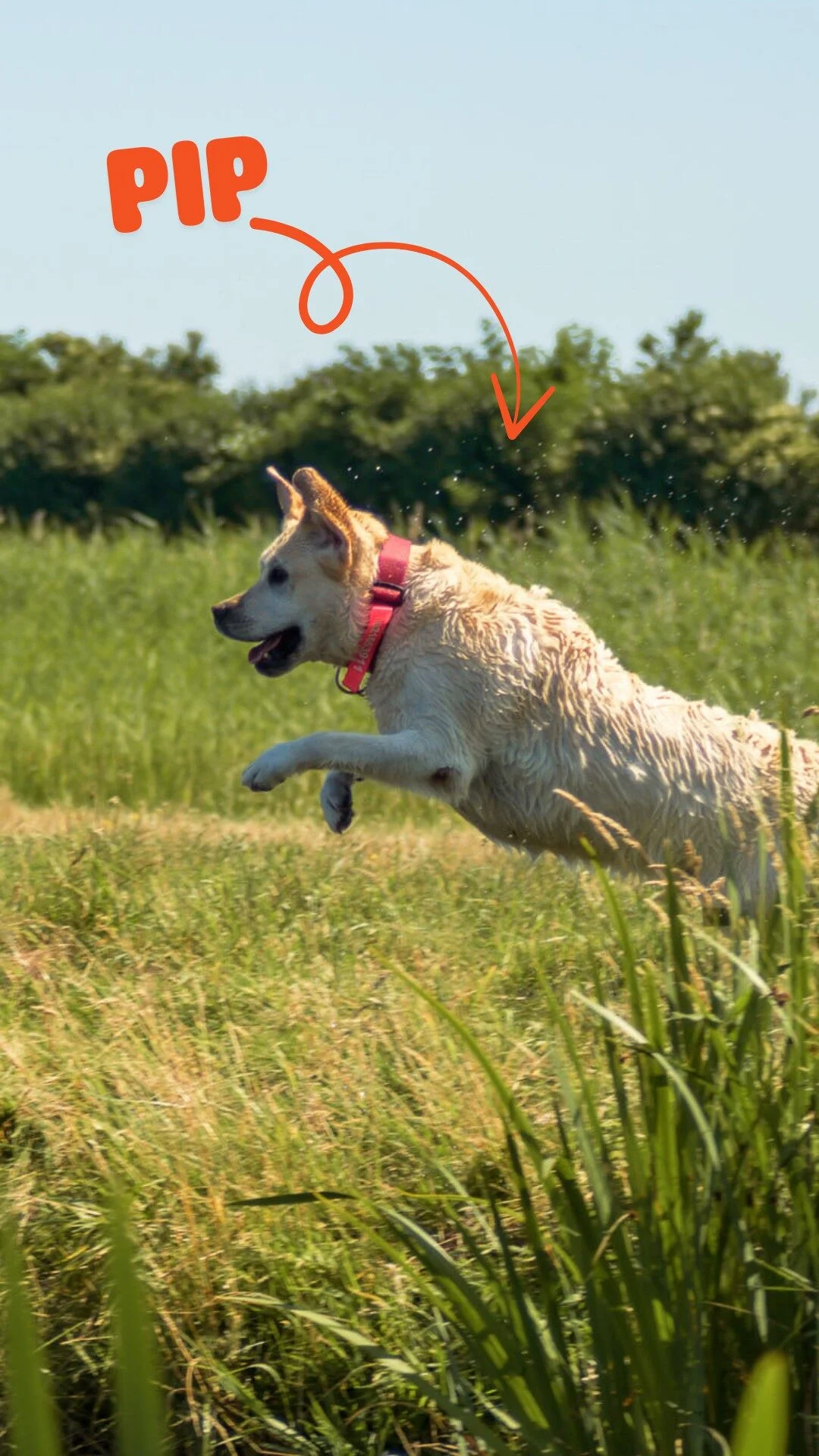 Week 33_ Woef van de Week